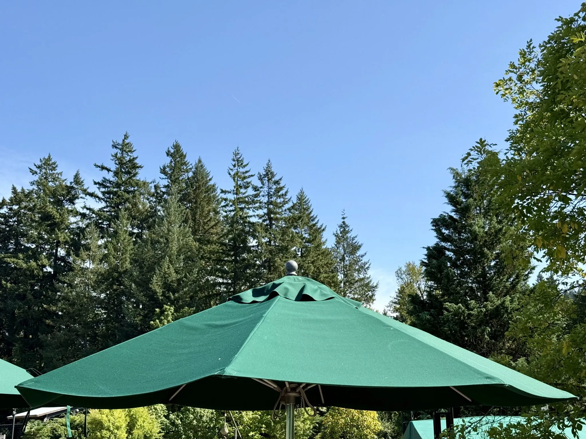 A green patio umbrella canopy open under a clear blue sky, framed by tall evergreen trees
