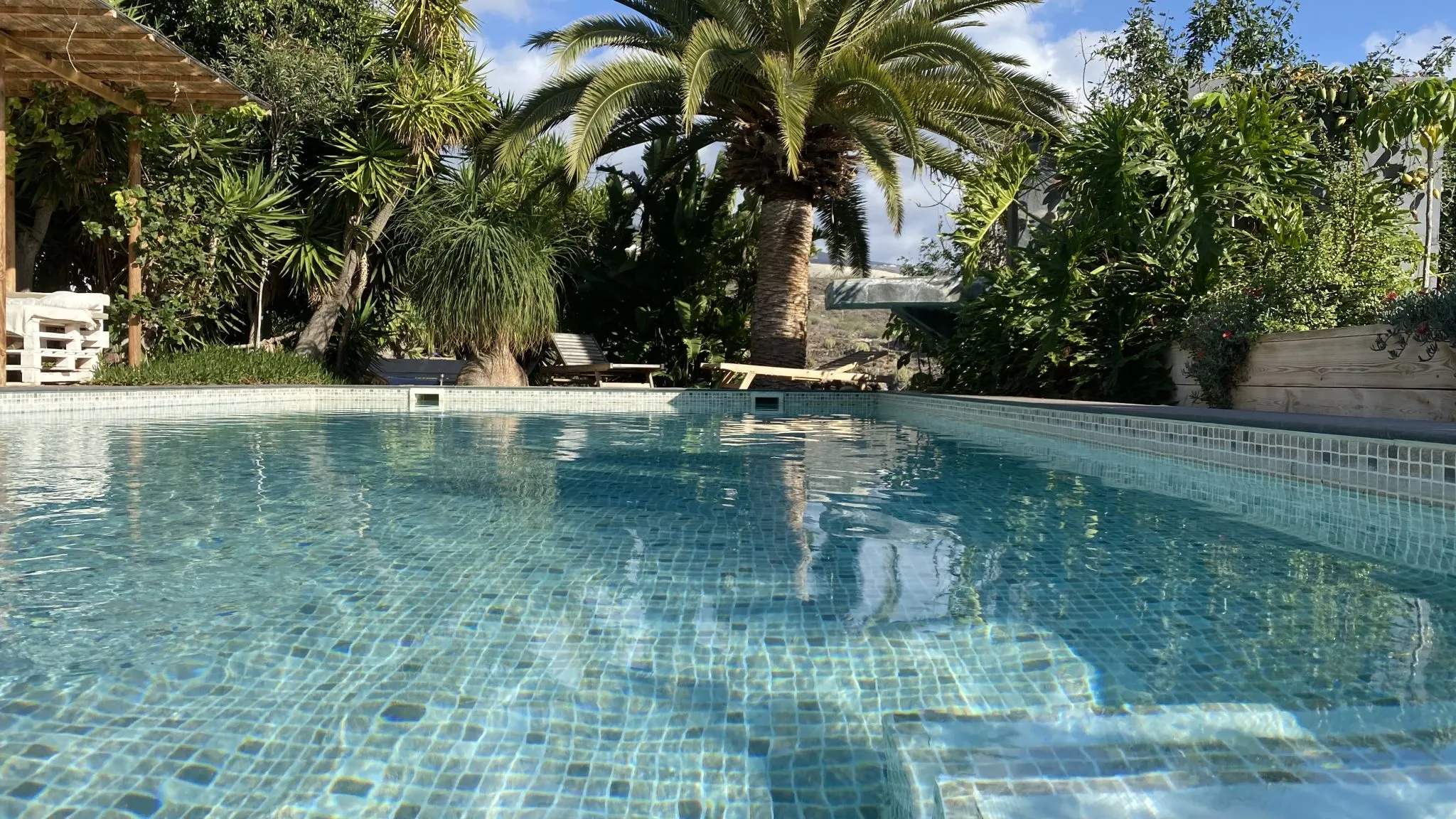 A large backyard swimming pool with a palm tree and paved deck under a clear sky