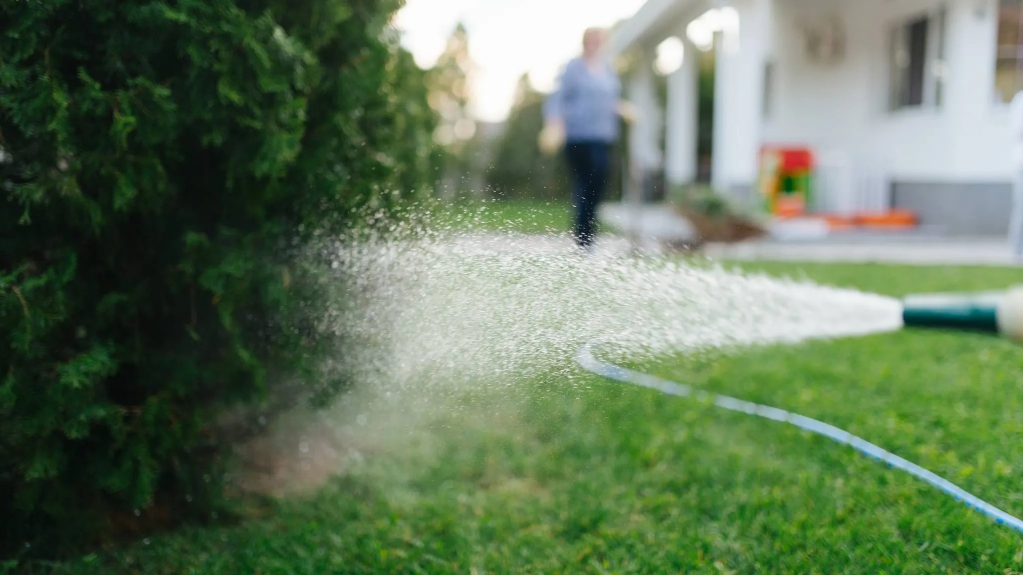 A cone of water from a garden hose nozzle sprays a green conifer hedge and a mown lawn, a blue hose lying across the grass and a white house out of focus behind